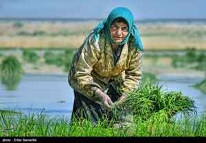 "ورشکستگی آبی ایران" بهای گزاف عدم اصلاح الگوی کشت