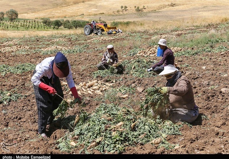 پیش‌بینی برداشت ۹۵ هزار تن چغندر قند در چهارمحال و بختیاری