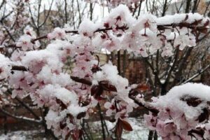 کاهش محسوس دمای هوا در کشور | آغاز فعالیت سامانه بارشی