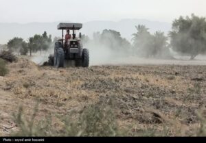 کشت گندم در ۶ میلیون و ۳۹۰ هزار هکتار از اراضی کشور