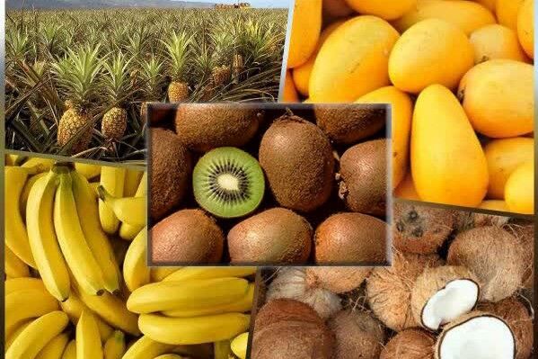 قیمت موز به ۱۰۰ هزار تومان رسید؛ مجوزهای گران وزارت جهاد و بارهای معطل پشت مرز