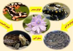 ممنوعیت خرید و فروش گونه‌های جانوری حیات وحش