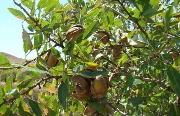 ارزش ۶.۱۷  میلیارد دلای بادام صادراتی در جهانی؛  ایران در جایگاه نهم صادرات