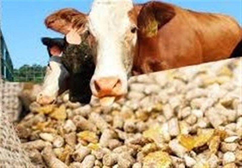 دولت برای کاهش مالیات ارزش افزوده نهاده‌های دامی لایحه داد