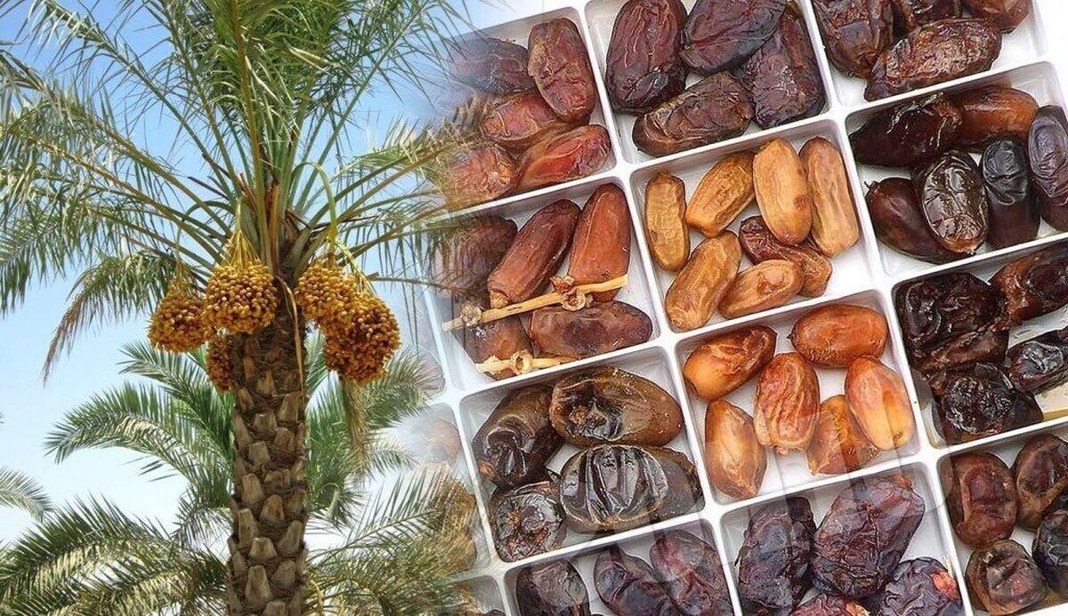 ممنوعیت صادرات خرما لغو شد