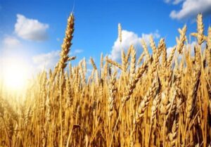 پیش‌بینی تولید ۳۹۰ هزار تن گندم در اردبیل