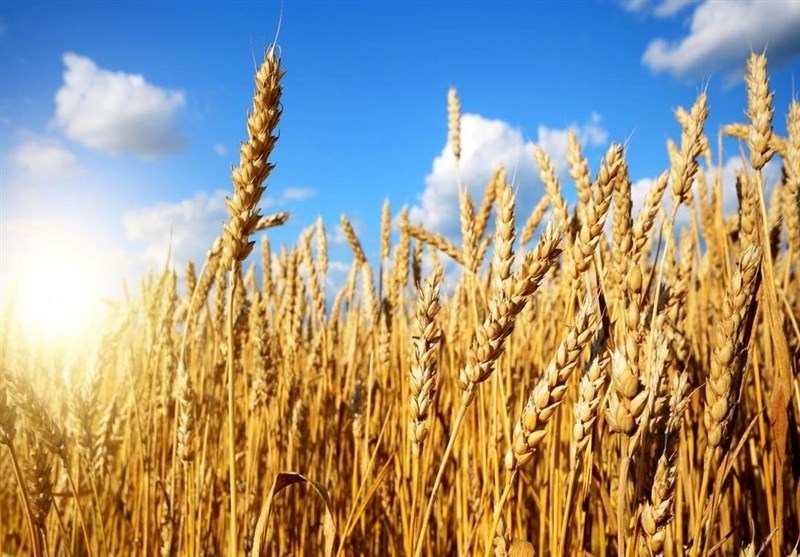 پیش‌بینی تولید ۳۹۰ هزار تن گندم در اردبیل
