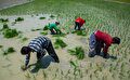 کشت برنج در تمام این مناطق ایران ممنوع شد