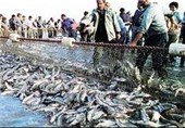 ۶ هزار و ۸۱۴ تن ماهی استخوانی در دریای خزر صید شد