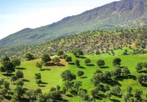 الزام واحدهای بزرگ منابع طبیعی به تولید برق