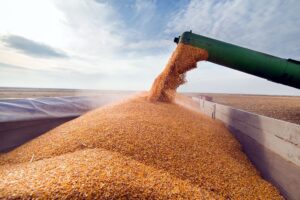 تجارت جهانی گندم با تقاضای قوی واردکنندگان دوباره رونق گرفت| مصرف گندم رو به افزایش است
