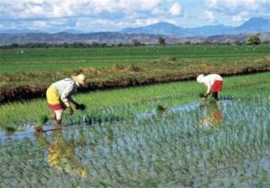 توسل دولت ژاپن به ذخایر استراتژیک برای کنترل گرانی برنج