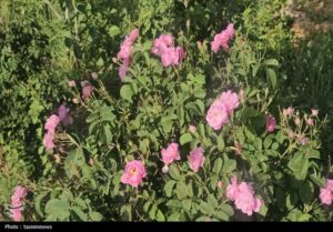 جهش تولید؛ برداشت گل محمدی در ورامین به ۴.۵ تن رسید