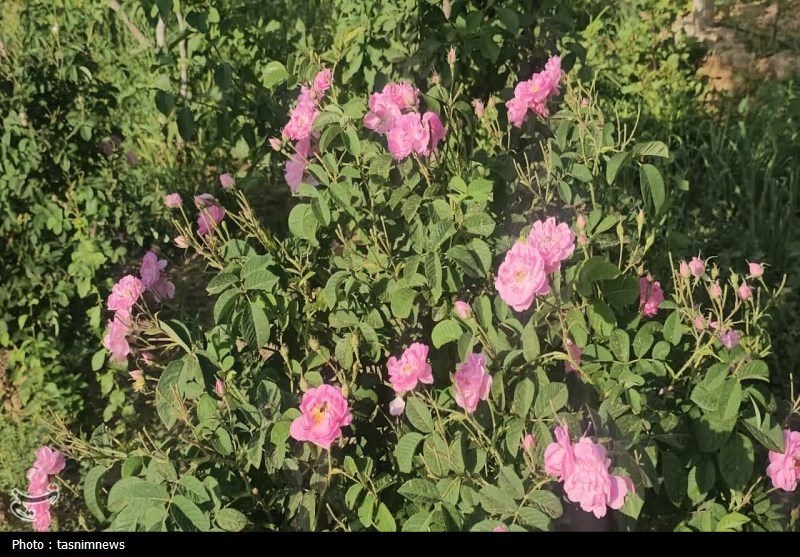 جهش تولید؛ برداشت گل محمدی در ورامین به ۴.۵ تن رسید