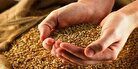 خبر مهم برای گندم‌کاران/ قیمت جدید گندم اعلام شد؟
