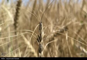 خرید تضمینی گندم از ۱.۵ میلیون تن گذشت