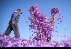 دانشنامه زعفران رونمایی شد