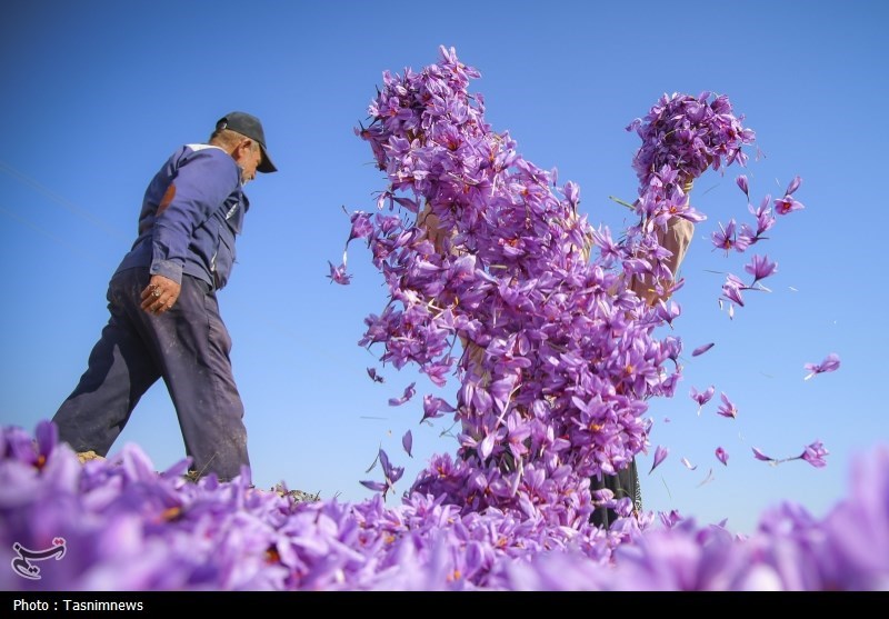 دانشنامه زعفران رونمایی شد