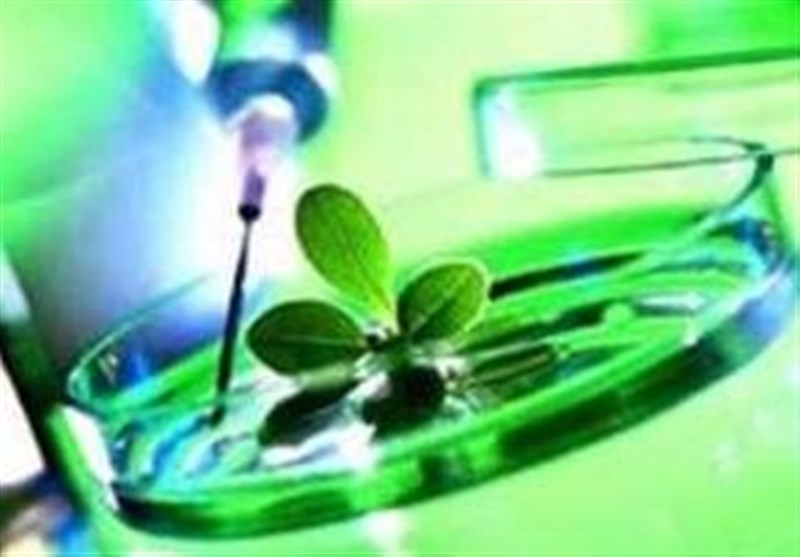 درخشش ایده‌های نو در نخستین پویش ملی امید در جنوب
