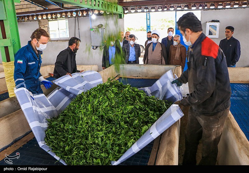 رئیس سازمان چای: ۲۵ هزار تن برگ سبز چای خریداری شد