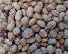 لوبیا هم‌قیمت گوشت شد!