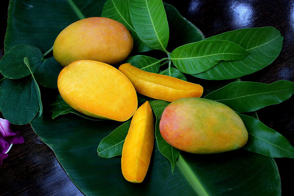 واردات انبه دوباره آزاد شد