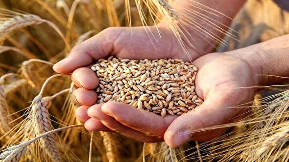 پایان انتظار گندم‌کاران؛ نرخ خرید تضمینی بالا رفت