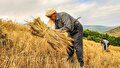 یک واریزی بزرگ در راه حساب گندمکاران