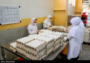 افزایش عرضه تخم مرغ در شهرهای مسافرپذیر