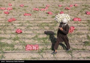 خرید توافقی پیاز از امروز آغاز می‌شود