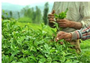 خوش‌بینی صادرکنندگان چای هند به بازار بزرگ ایران