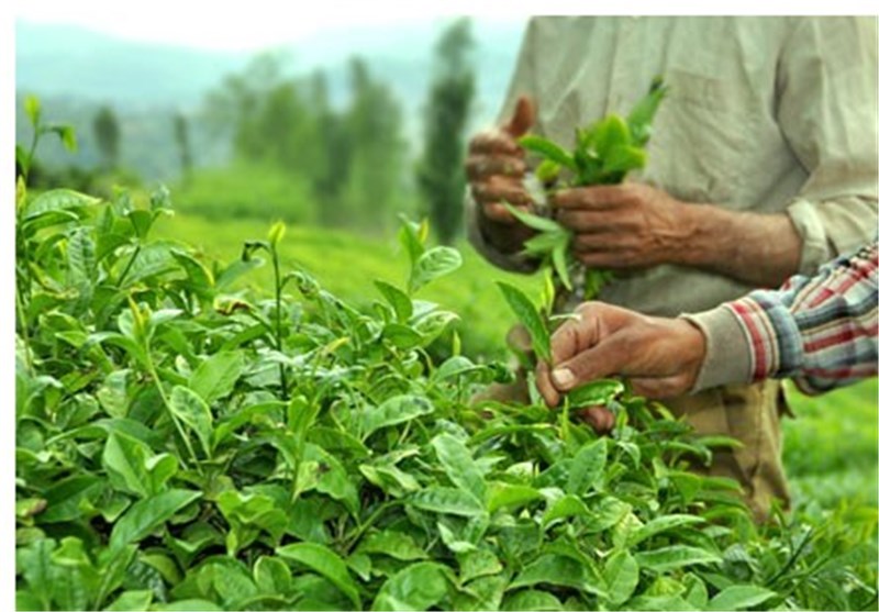 خوش‌بینی صادرکنندگان چای هند به بازار بزرگ ایران