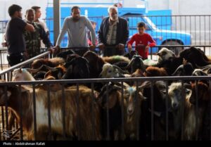 عرضه ۱۳ هزار رأس دام در تهران برای عید قربان