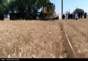 فعالیت ۱۳ مرکز خرید تضمینی گندم در مازندران