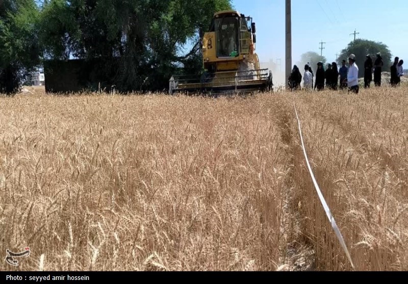 فعالیت ۱۳ مرکز خرید تضمینی گندم در مازندران