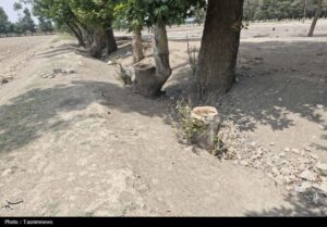 قطع غیرقانونی درختان کهنسال روستای رضی‌آباد احمدآباد مستوفی
