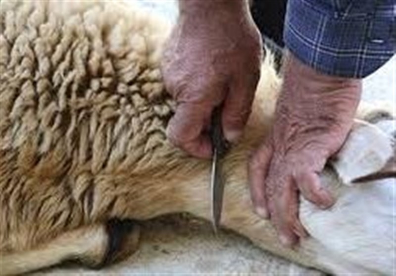 نظارت بهداشتی و شرعی بر دام‌های قربانی در سمنان چگونه است؟