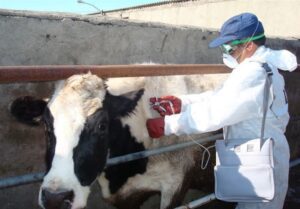 واکسینه شدن ۳۷۰ هزار رأس دام سنگین  در ورامین