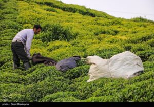 ۶۱۴ میلیارد تومان مطالبات چایکاران شمال کشور واریز شد