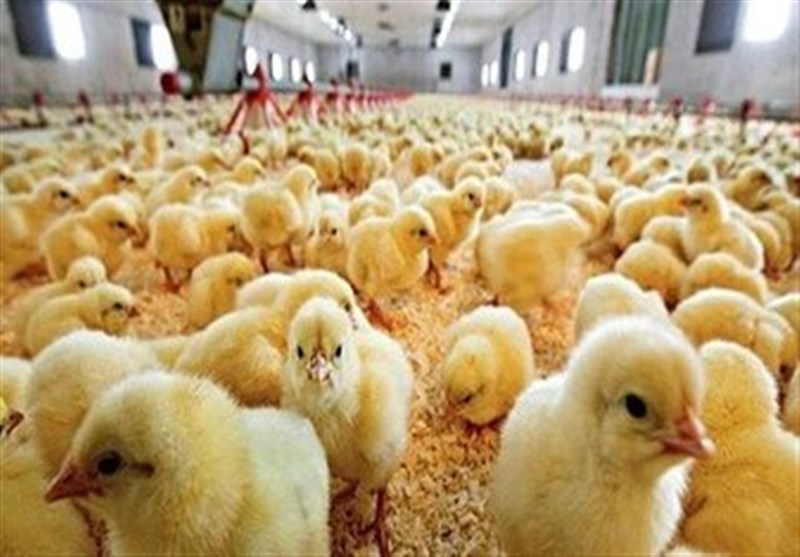 ۷ اقدام جدید دولت برای افزایش جوجه‌ریزی و رشد تولید مرغ