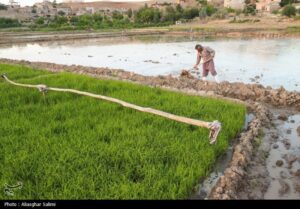 امسال ۱.۸ میلیون تن برنج در کشور تولید می شود