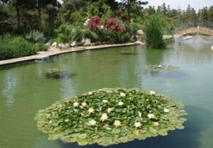 باغ گیاهشناسی کاشان در فهرست میراث طبیعی ملی ثبت شد باغ گیاهشناسی کاشان در فهرست میراث طبیعی ملی ثبت شد
