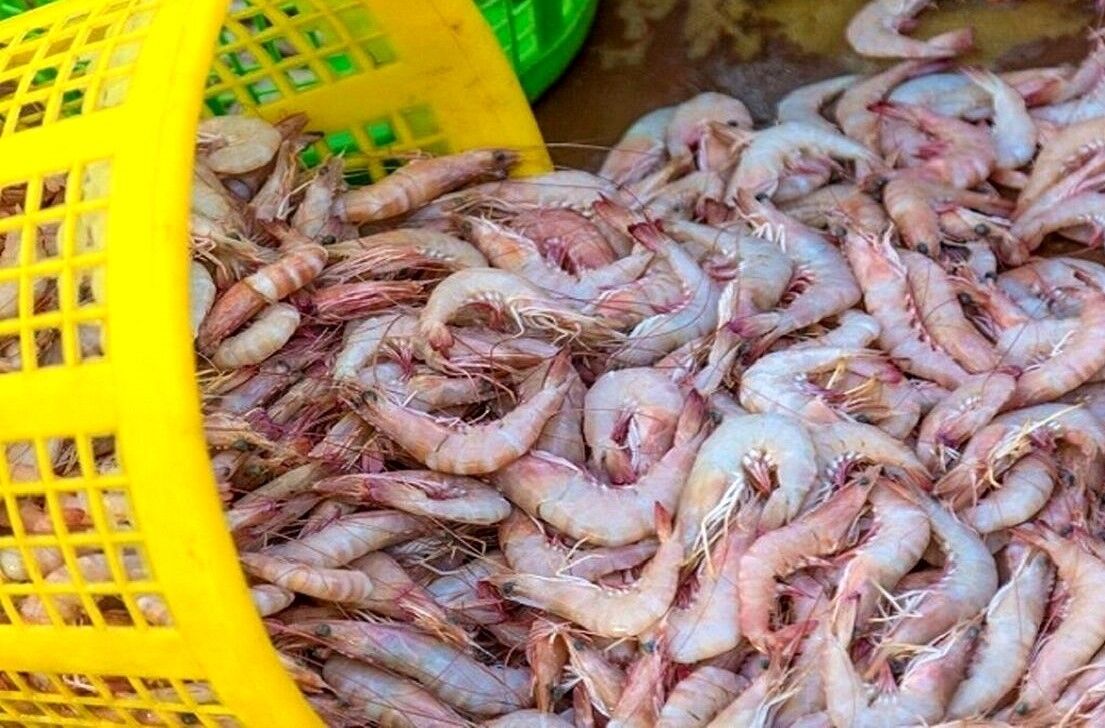 بیش از ۷۶ میلیون قطعه بچه میگو در مزارع قشم ذخیره شد