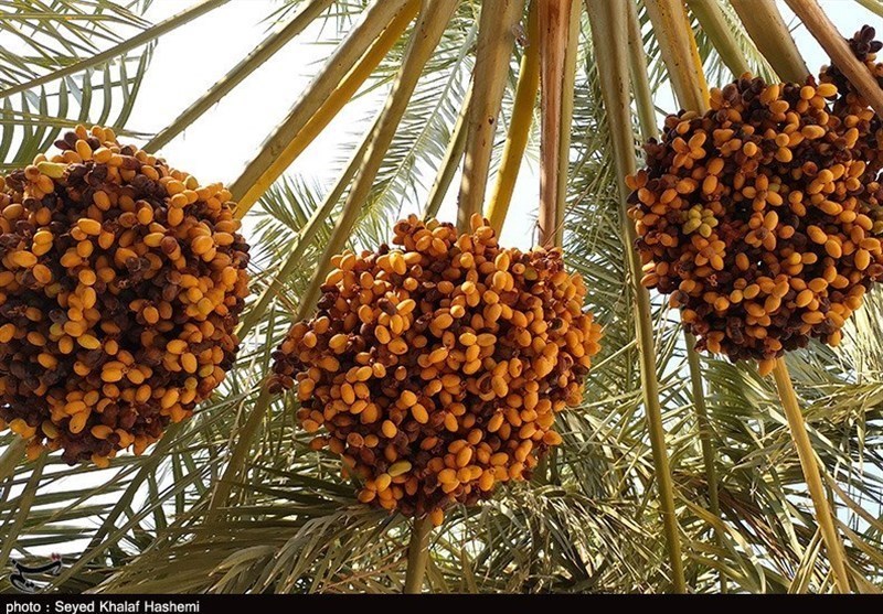 خرید حمایتی خرما به فوریت آغاز می‌شود
