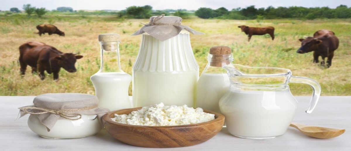 مصوبه‌ای در خصوص افزایش قیمت لبنیات نداشتیم