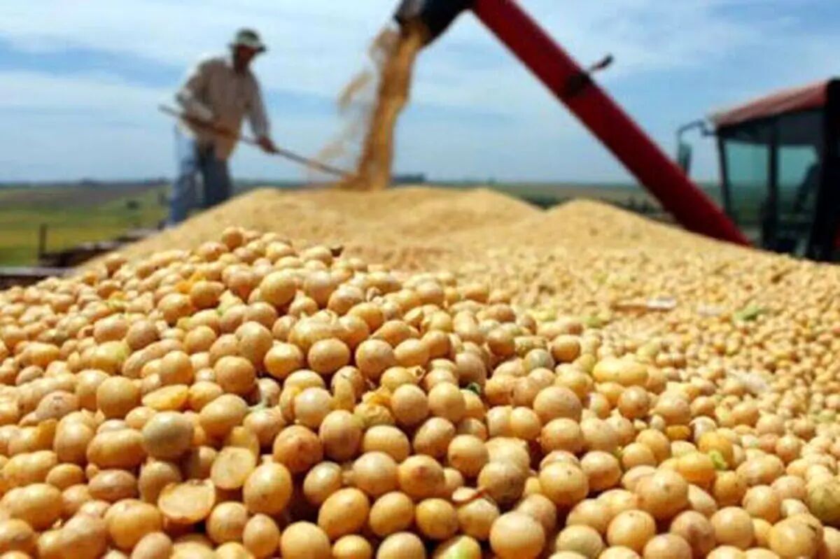 میانگین قیمت فروش جهانی سویا ۴۴۷دلار در تن در سال ۲۰۲۴؛ گرانترین سویا از اتریش صادر شد
