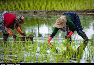 هسته ای در کشاورزی ــ ۱۸ | تهیه نشاهای مقاوم برنج، گوجه‌فرنگی و توتون، با فناوری هسته‌ای