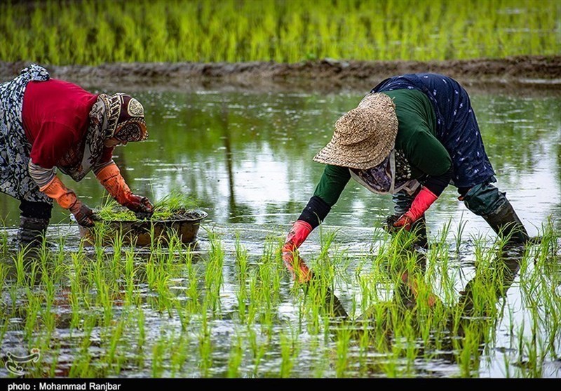 هسته ای در کشاورزی ــ ۱۸ | تهیه نشاهای مقاوم برنج، گوجه‌فرنگی و توتون، با فناوری هسته‌ای
