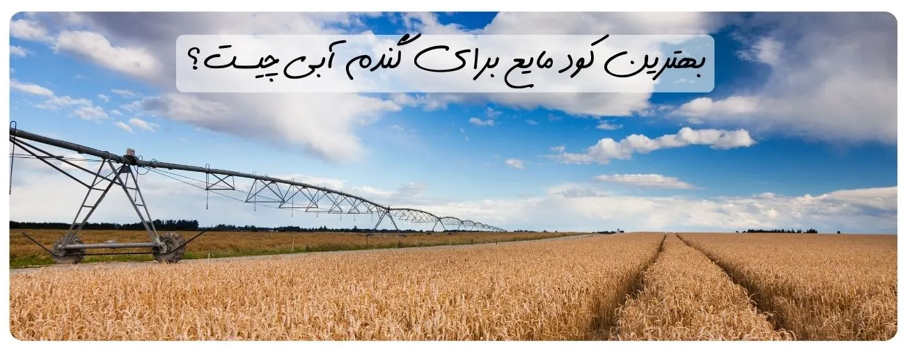 معرفی بهترین کود مایع برای گندم آبی | قویترین کود مایع گندم
