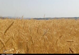 ذخیره ۹ ماهه گندم/مجلس پیگیر مشکلات گندمکاران